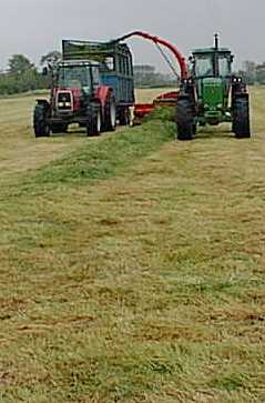 Grass is harvested for silage making.