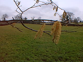 Catkins